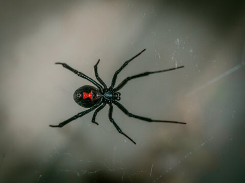 Black Widow Spider in web