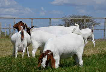 A group of large Boer goats grazing in the green pastures of the farm