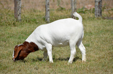 Large Boer goat grazing in the green pastures of the farm
