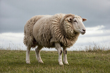 Obraz premium An image of a Sheep