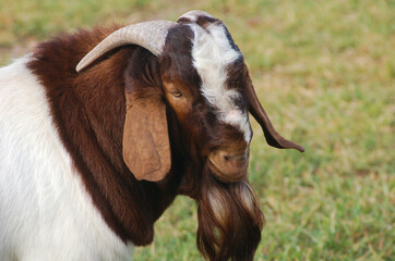 Profile of a boer goat on the farm
