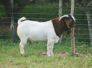 Male Boer goat very awarded in Brazil. The Boer is a breed developed in South Africa.