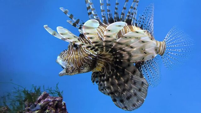 Zebra lionfish or zebra fish, or striped lionfish (Latin Pterois volitans) is a species of ray-finned fish of the scorpion family. 