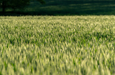 green wheat field