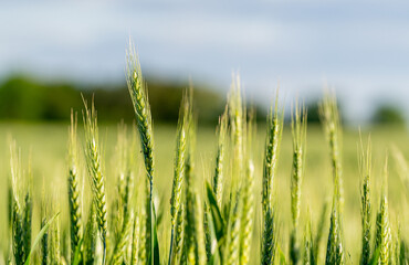 Fototapeta premium green wheat field in summer