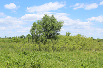 Fototapeta na wymiar Single tree among shrubs in a meadow on a sunny day at James Pate Philip State Park in Bartlett, Illinois