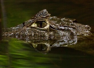 close up of caiman eyes in tortuguero national park costa rica