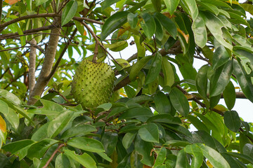Soursop fruit (Annona muricata) is a fruit rich in vitamins and an alternative herbal medicine