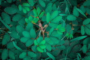 Background of shy princess green leaves, wild plant shy princess traditional medicinal ingredients