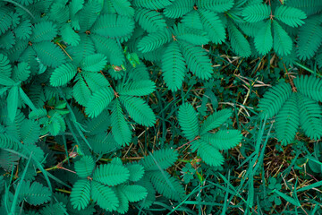Background of shy princess green leaves, wild plant shy princess traditional medicinal ingredients