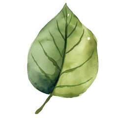 Naklejka premium A clean watercolor painting of a basic leaf silhouette, elegant and understated, minimal watercolor style illustration isolated on white background