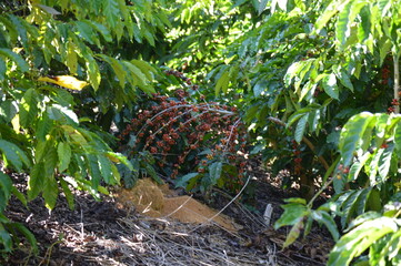 Coffee beans on a coffee tree on a plantation in the interior of Brazil