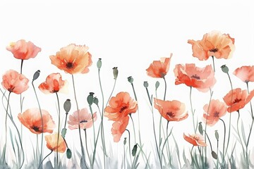 A simple watercolor painting of a field of poppies, waving gently in the wind, minimal watercolor style illustration isolated on white background