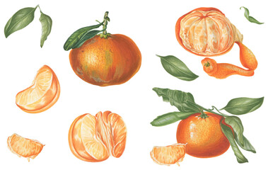 Set of tangerine illustrations. Hand drawn watercolor whole mandarine fruits, juicy slices, peels and green leaves with branches. Cutout on white. 