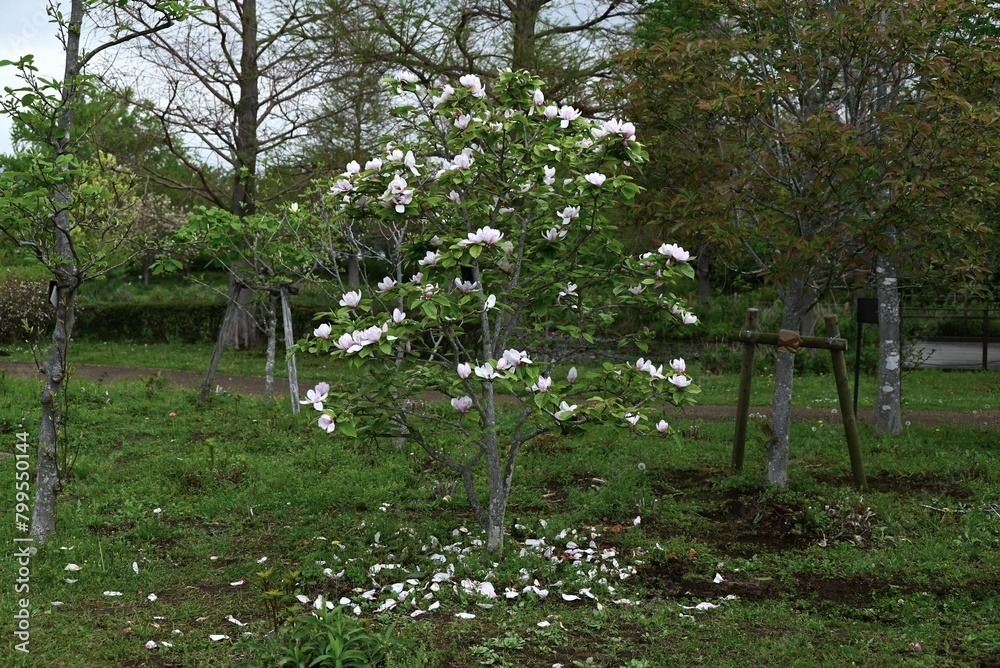 Sticker magnolia flowers. nagnoliaceae deciduous tree. the flowering period is from march to april.