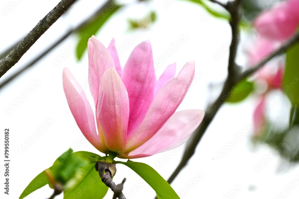 Poster magnolia flowers. nagnoliaceae deciduous tree. the flowering period is from march to april.