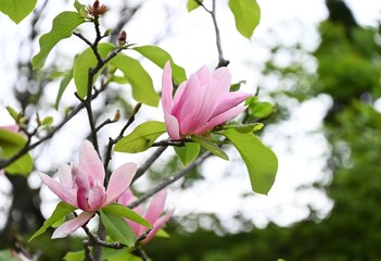 Magnolia flowers. Nagnoliaceae deciduous tree.
The flowering period is from March to April.