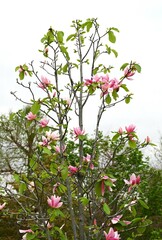 Magnolia flowers. Nagnoliaceae deciduous tree.
The flowering period is from March to April.