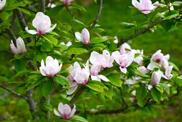 Magnolia flowers. Nagnoliaceae deciduous tree.
The flowering period is from March to April.