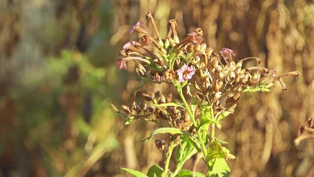 Nicotiana tabacum, or cultivated tobacco, is an annually-grown herbaceous plant. Its leaves are commercially grown in many countries to be processed into tobacco.