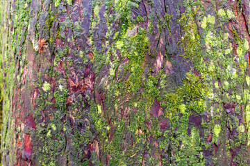 green moss background. moss on the bark of an old tree	
