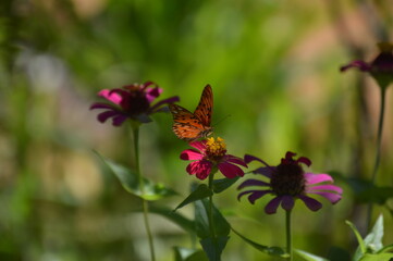 Butterfly perched on flower