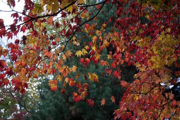 紅葉した公園の木々