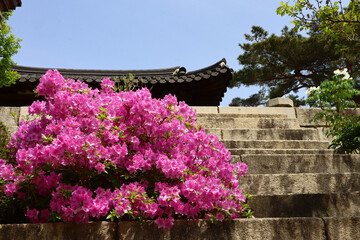 창덕궁의봄Spring at Changdeokgung Palace