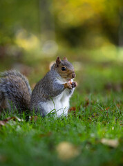 Squirrel, Bristol, UK