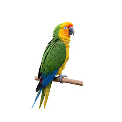 Parrot isolated on a transparent background