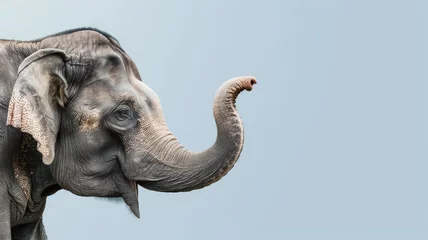 Fotobehang Profile of elephant with its trunk raised against clear sky © Татьяна Макарова