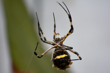 spider on the web