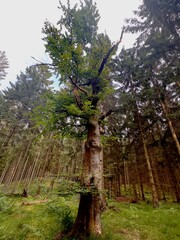 Fototapeta premium Danish Forest