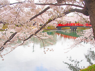 April 19, 2024 Cherry blossoms in full bloom at Hirosaki Castle, Aomori Prefecture