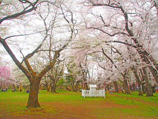 Fototapeta na wymiar April 19, 2024 Cherry blossoms in full bloom at Hirosaki Castle, Aomori Prefecture