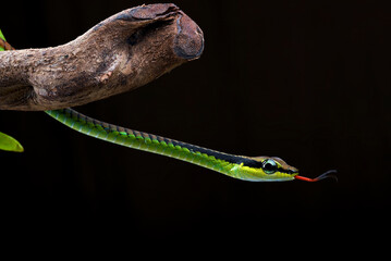 Close up photo of a painted bronzeback snake