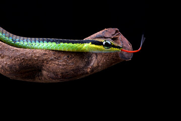 Close up photo of a painted bronzeback snake