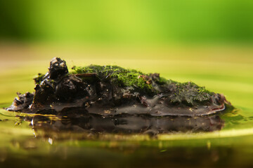 a lump of moss was in the middle of a puddle of water