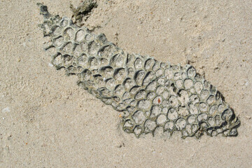 coral stone that is at the same level as the sand with a curious fish shape Pantai Bukit Berahu, Belitung, banka Belitung, Indonesia.