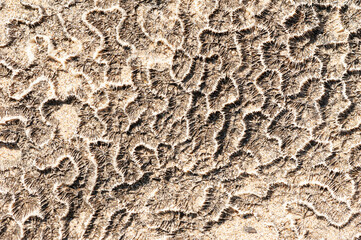 large dead coral Stone on the shore, Pantai Bukit Berahu, Belitung, banka Belitung, Indonesia.