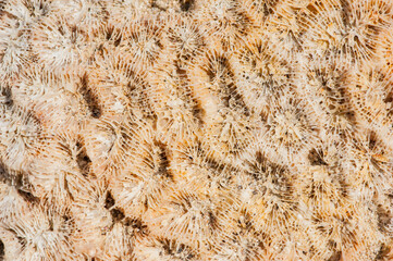 large dead coral Stone on the shore, Pantai tanjung Layar, Sawarna Banten Java Indonesia