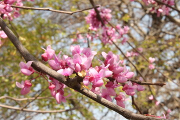 blossom in spring