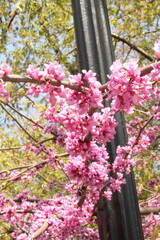 Obraz premium pink blossom in spring