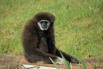 A portrait of white-handed Gibbon