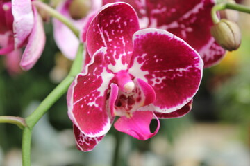 pink orchid flower