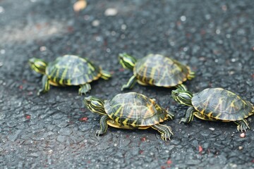 Group of turtles on asphalt observing surroundings.