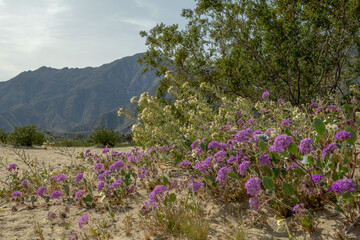 Borrego Springs Super Bloom A stunning capture of the desert adorned with a kaleidoscope of...