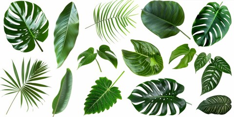 Set of tropical green leaves