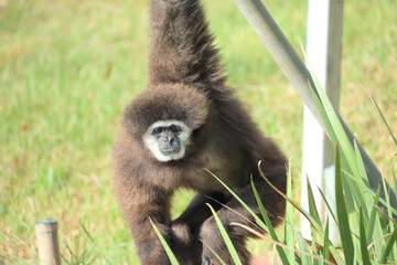 A portrait of white-handed Gibbon