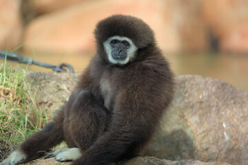 A portrait of white-handed Gibbon
